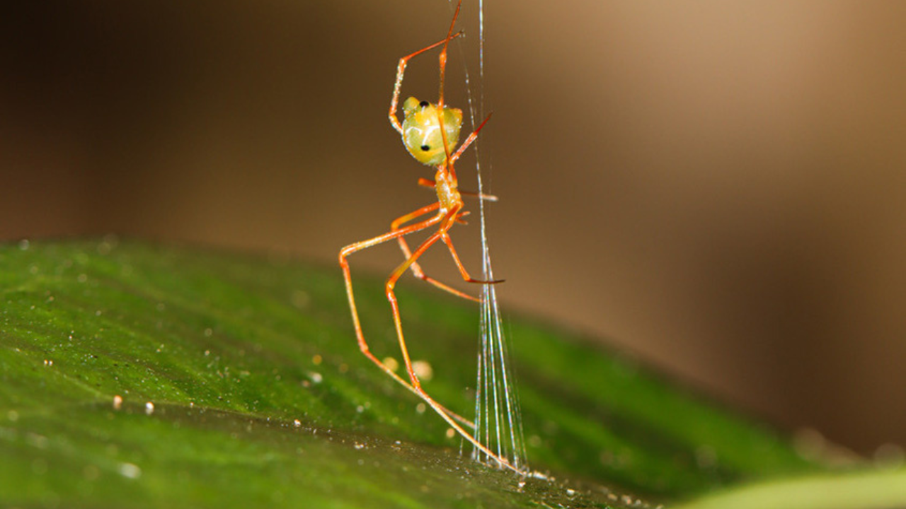 The ‘ballista spider’: Scientists discover a tiny spider that launches ants with 140 times the force of gravity