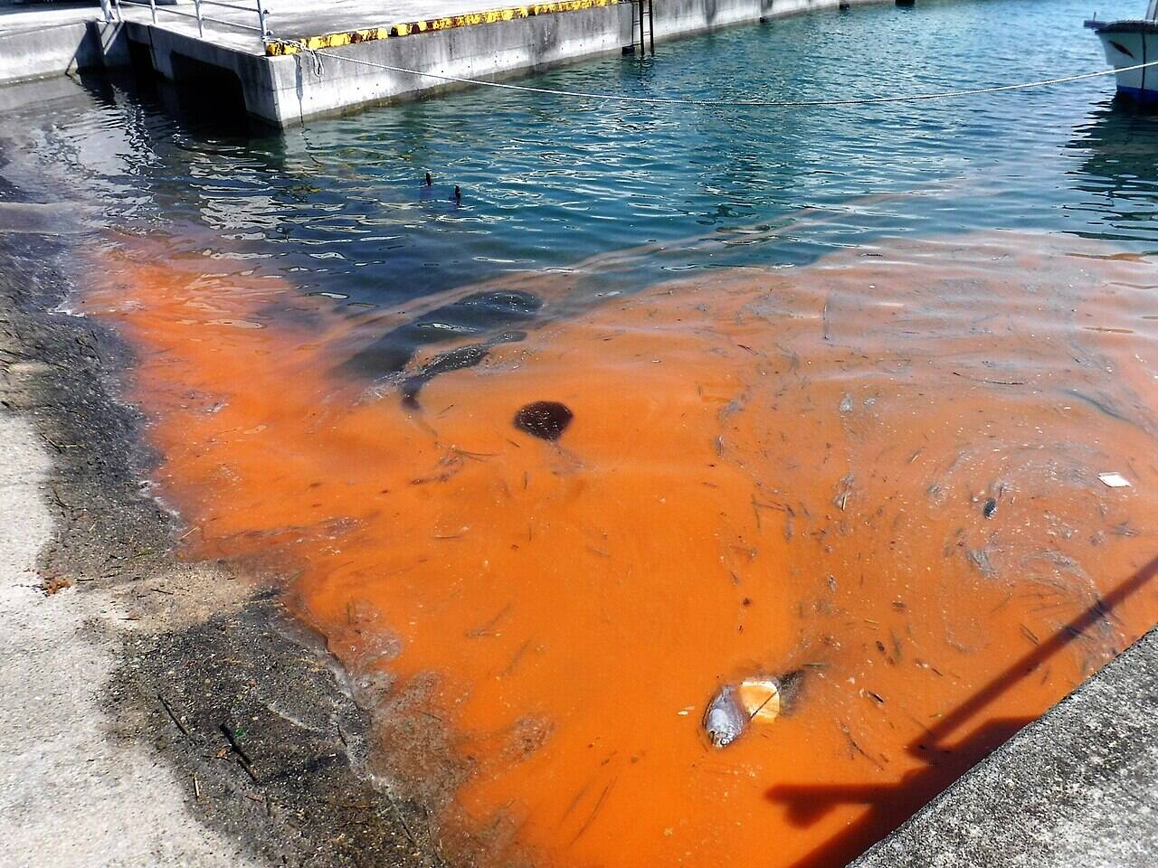 Wikimedia Commons Red_tide_2017