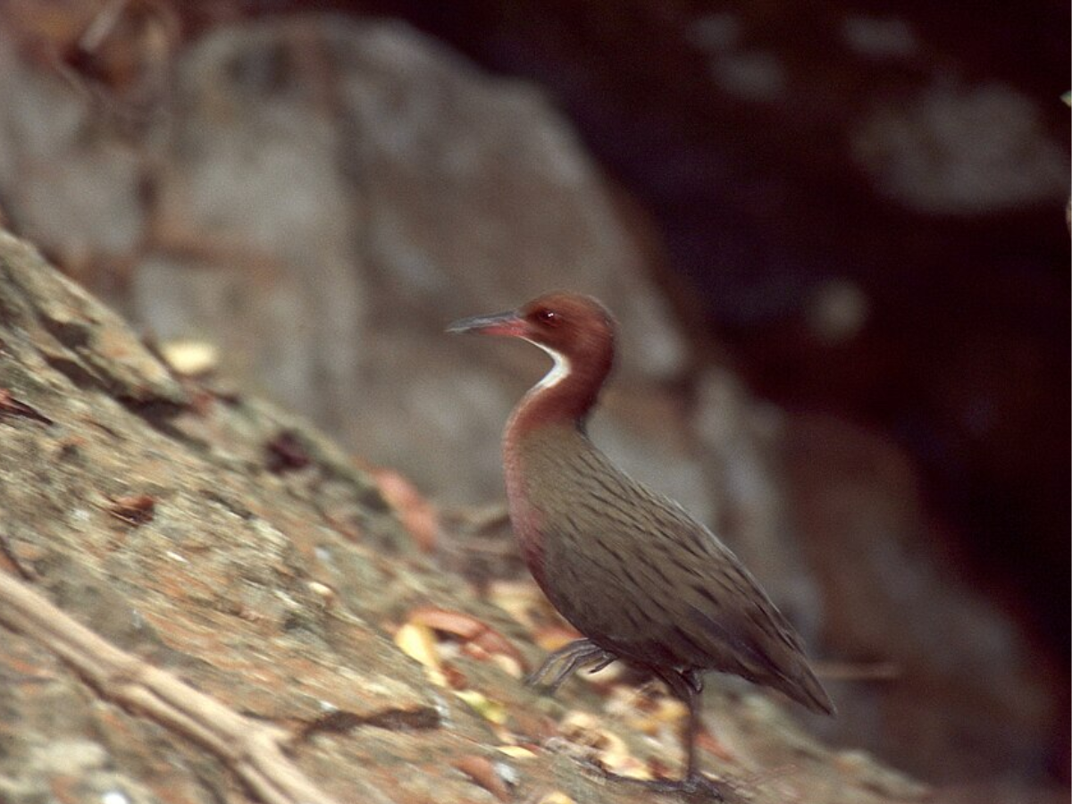 Wikimedia Commons White-throated Rail