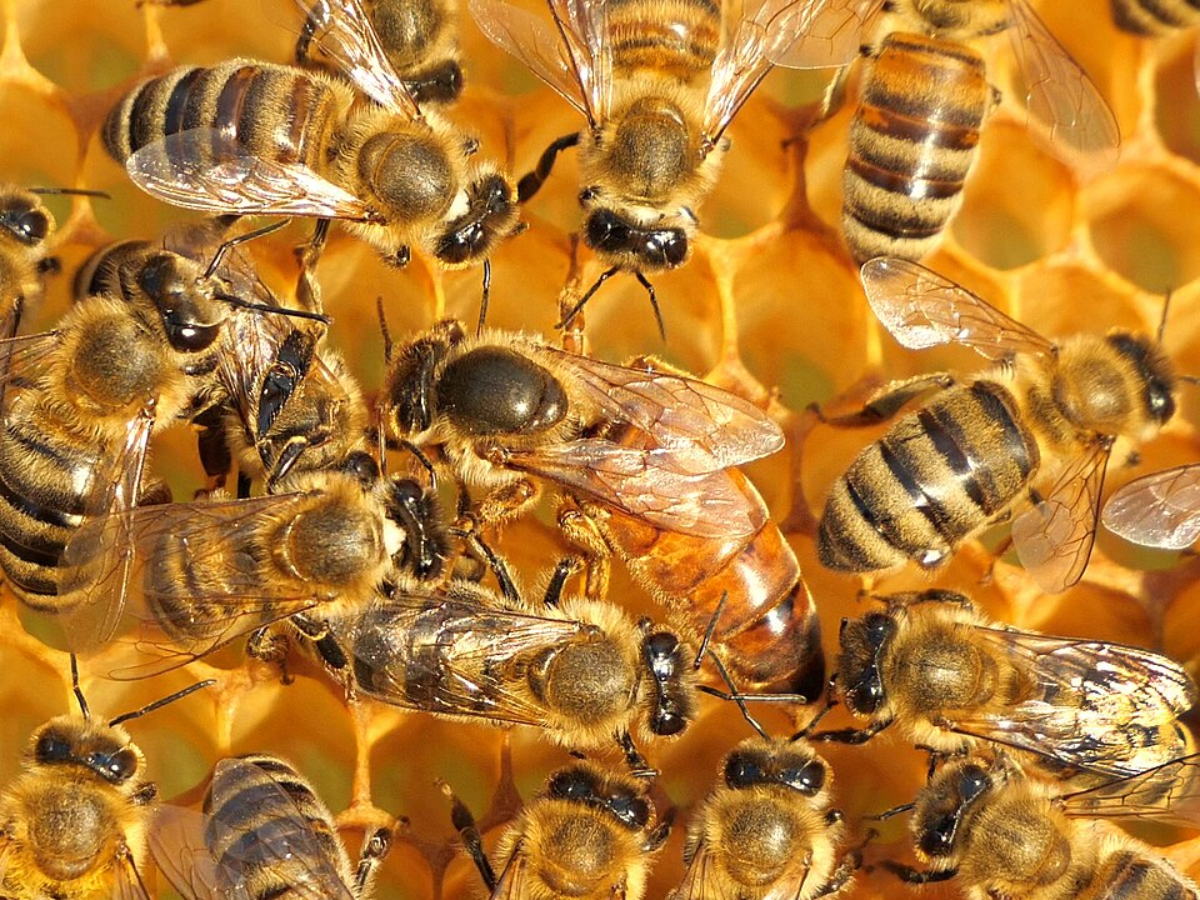Young to queen bees to get out of the cocoon