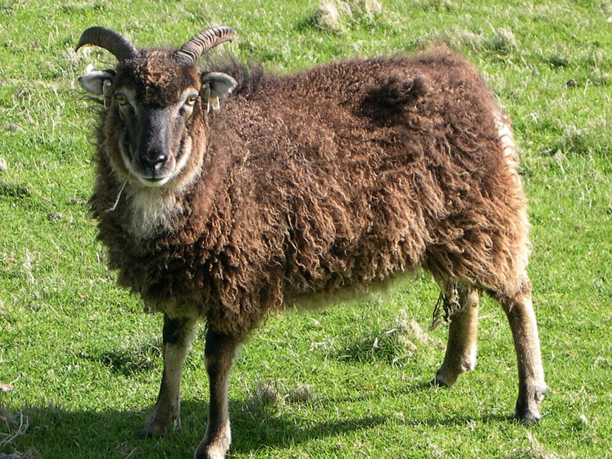Wikimedia Commons The Soay sheep