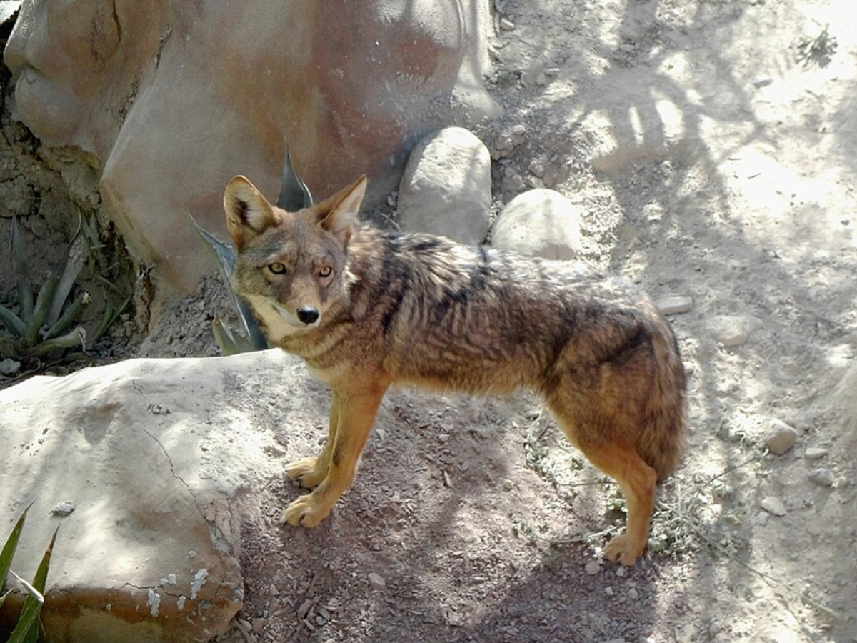 Coyote (Canis latrans lestes)