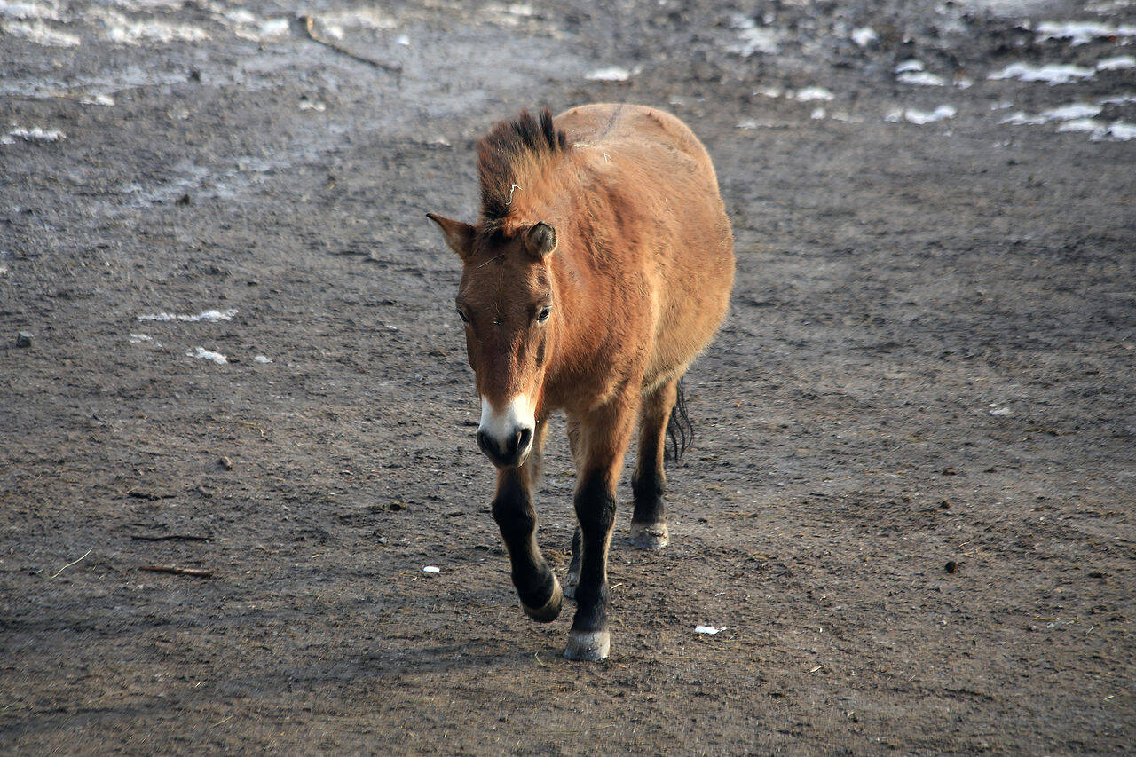 Wikimedia Commons 1280px-Przewalski-Pferd_(Equus_ferus_przewalskii)_Zoo_Salzburg_2014_b