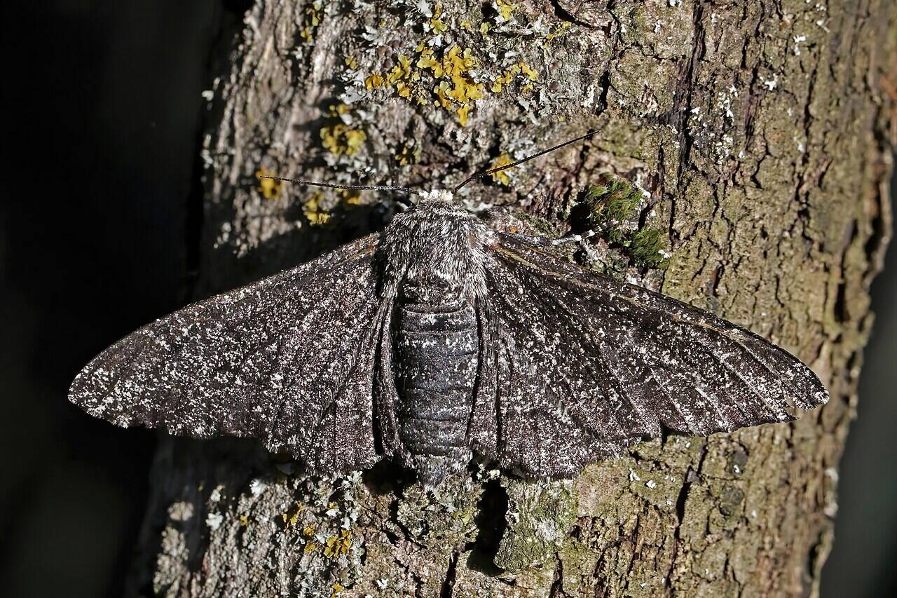 Peppered_moth_(Biston_betularia)_female