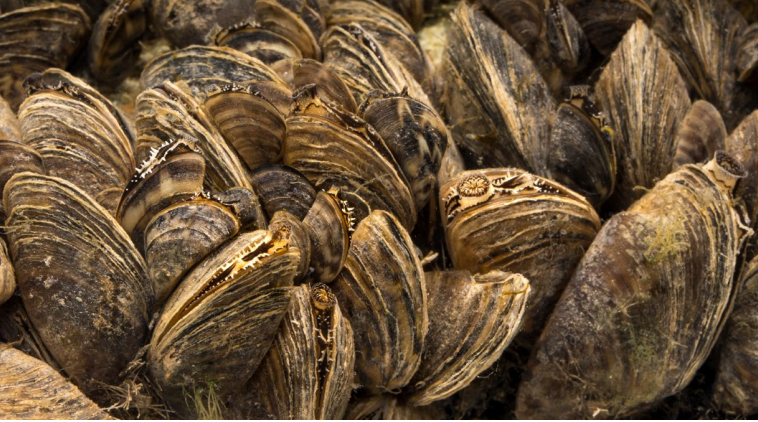 Zebra_mussels