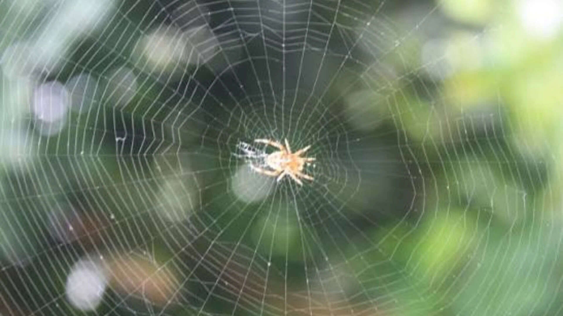 Ethiopian proverb of the day: 'When spider webs unite, they can tie up a lion'