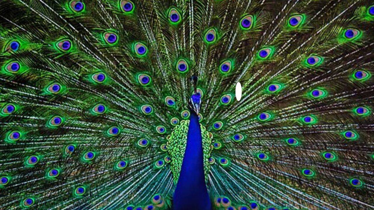  Indian peafowl, Golden pheasant, Rainbow lorikeet and more