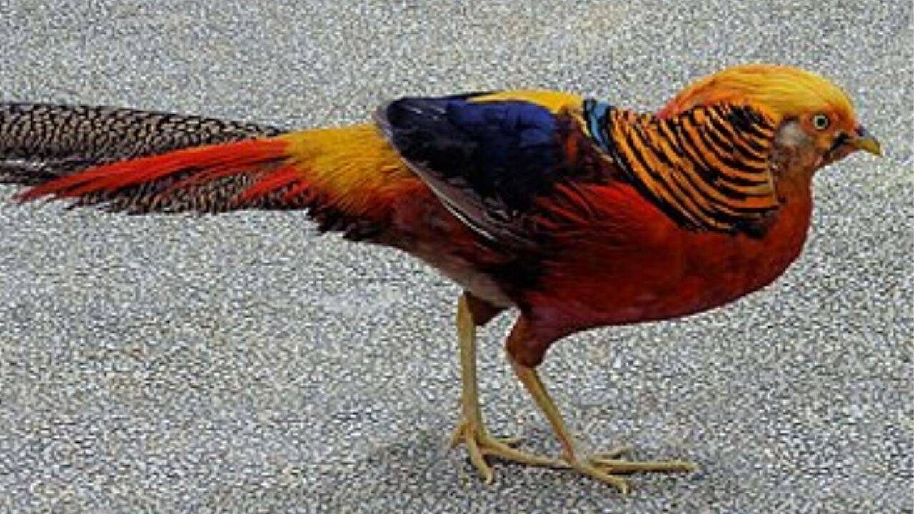  Indian peafowl, Golden pheasant, Rainbow lorikeet and more