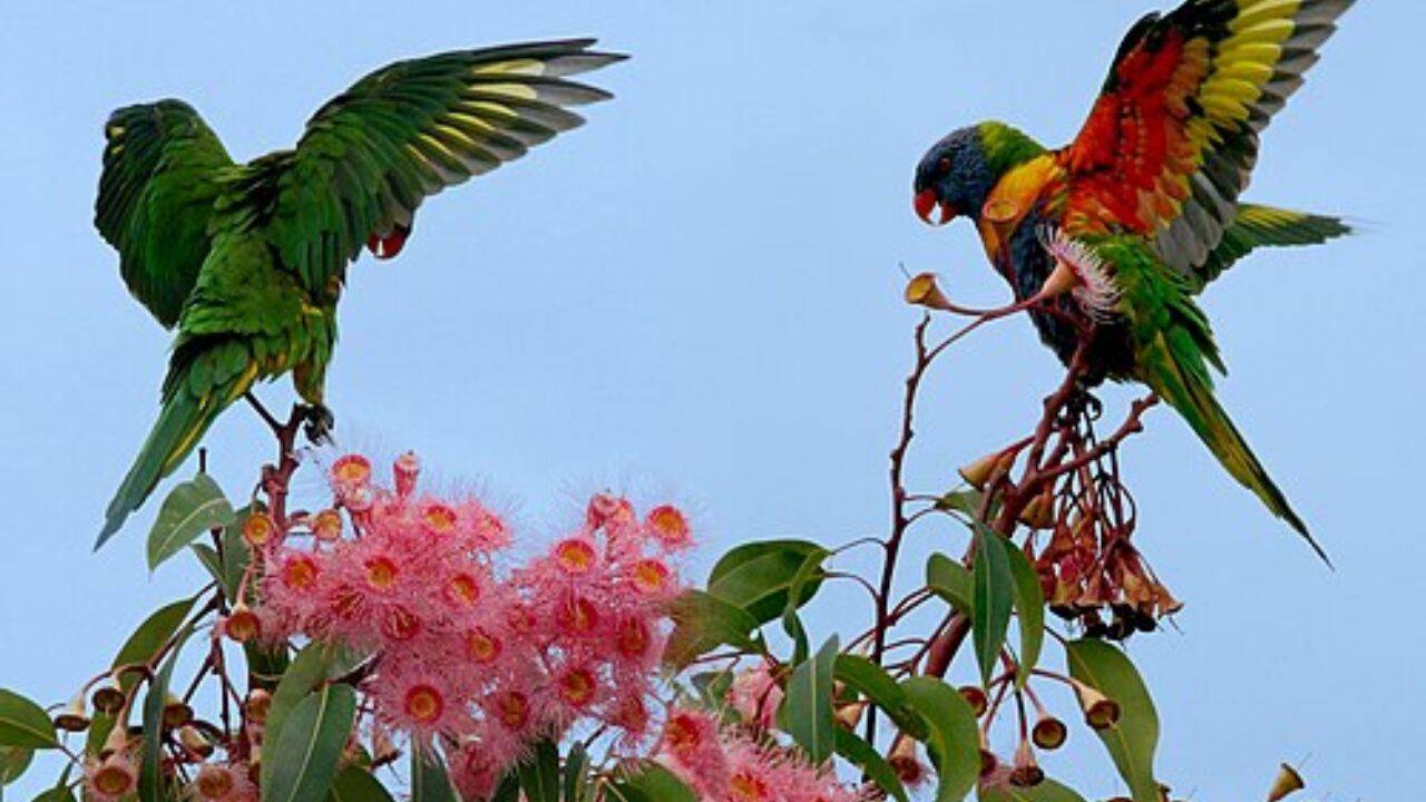  Indian peafowl, Golden pheasant, Rainbow lorikeet and more