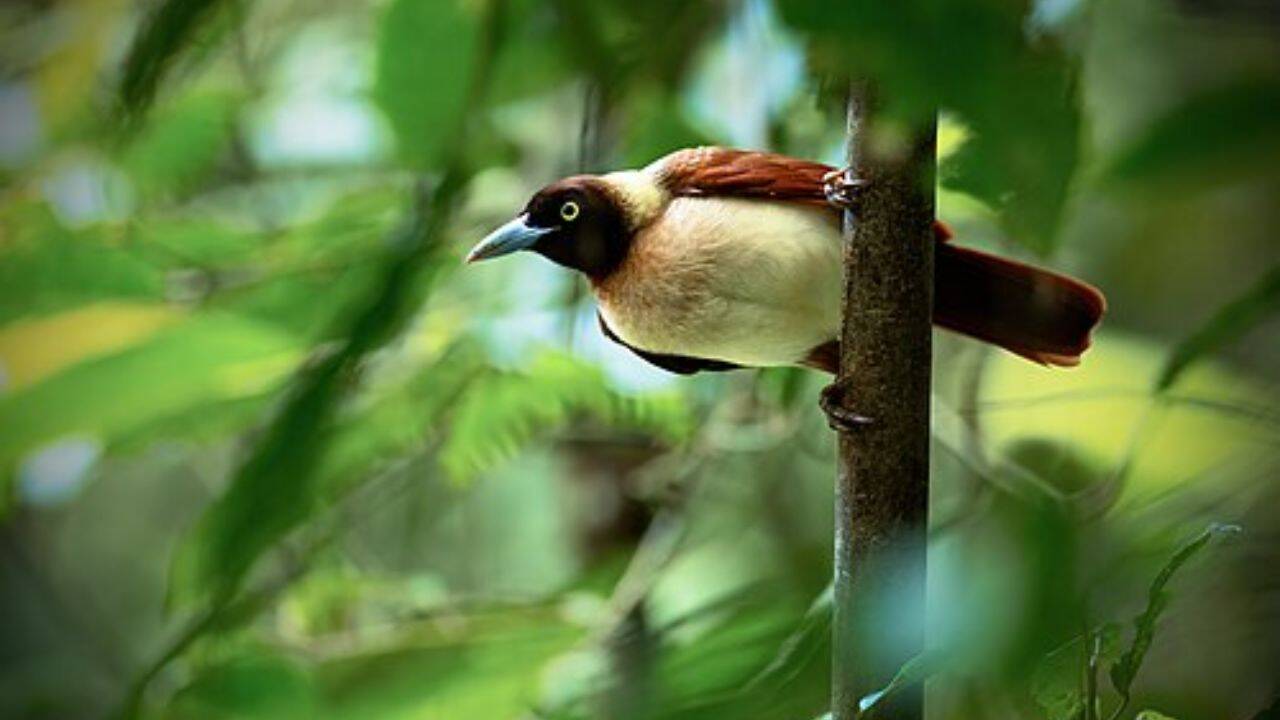  Indian peafowl, Golden pheasant, Rainbow lorikeet and more