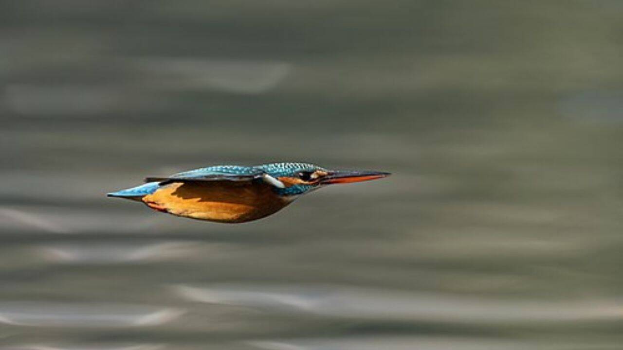  Indian peafowl, Golden pheasant, Rainbow lorikeet and more