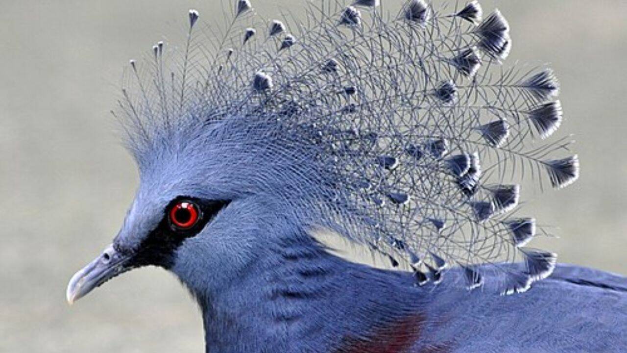  Indian peafowl, Golden pheasant, Rainbow lorikeet and more