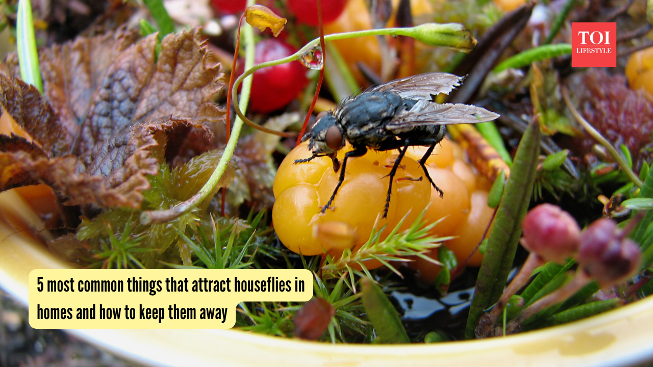 5 most common things that attract houseflies in homes and how to keep them away