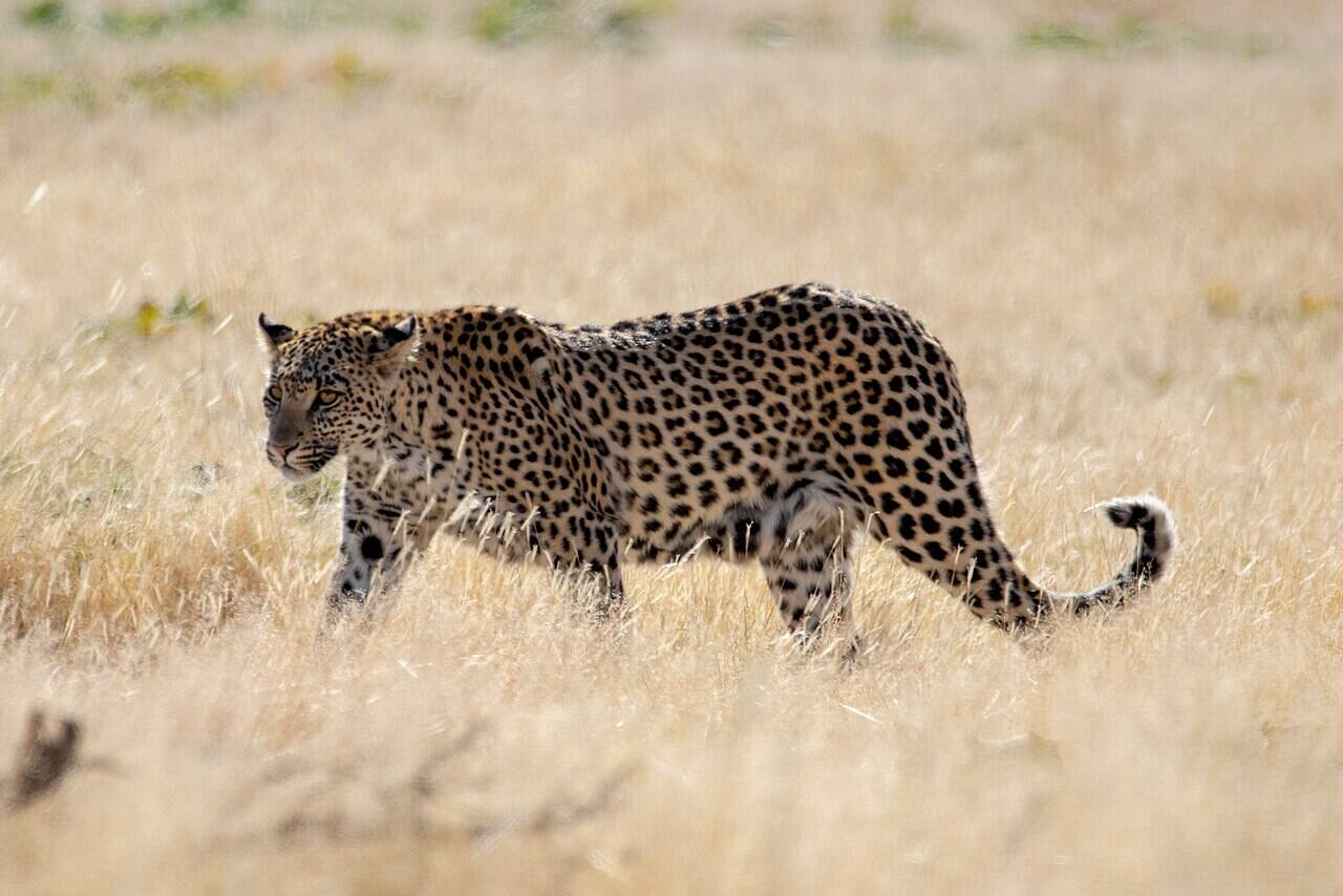 Leopard,_Kgalagadi_Transfrontier_Park_1M2A5681_(45925689112)
