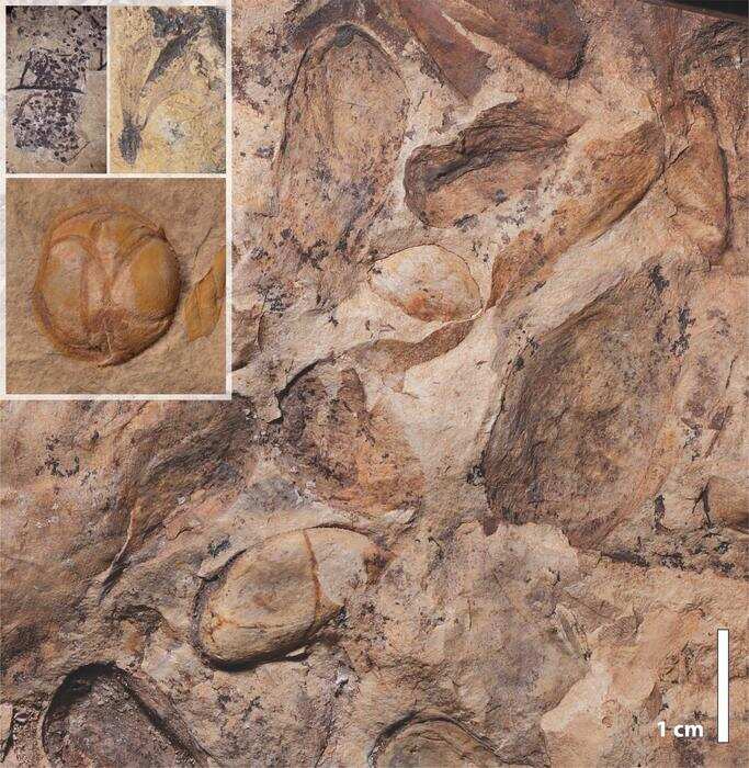 Low-Res_Fig 1