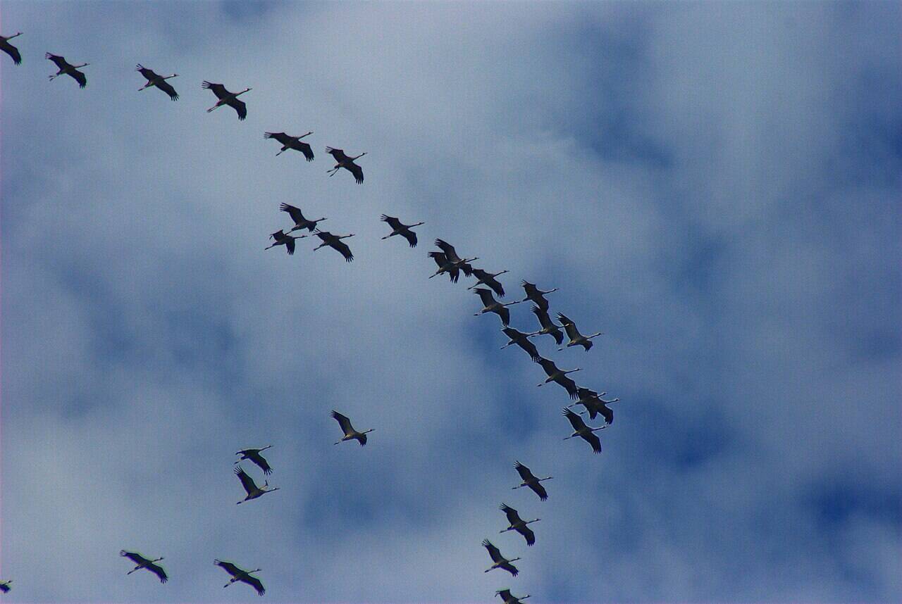 Grus_grus_-migrating_north-6a