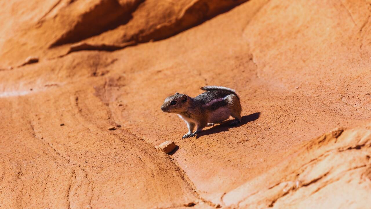 Squirrel in Death Valley