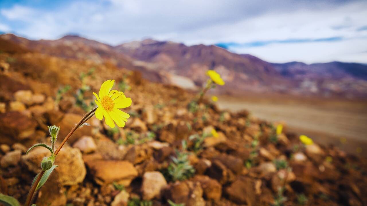 Flowers in Death Valley