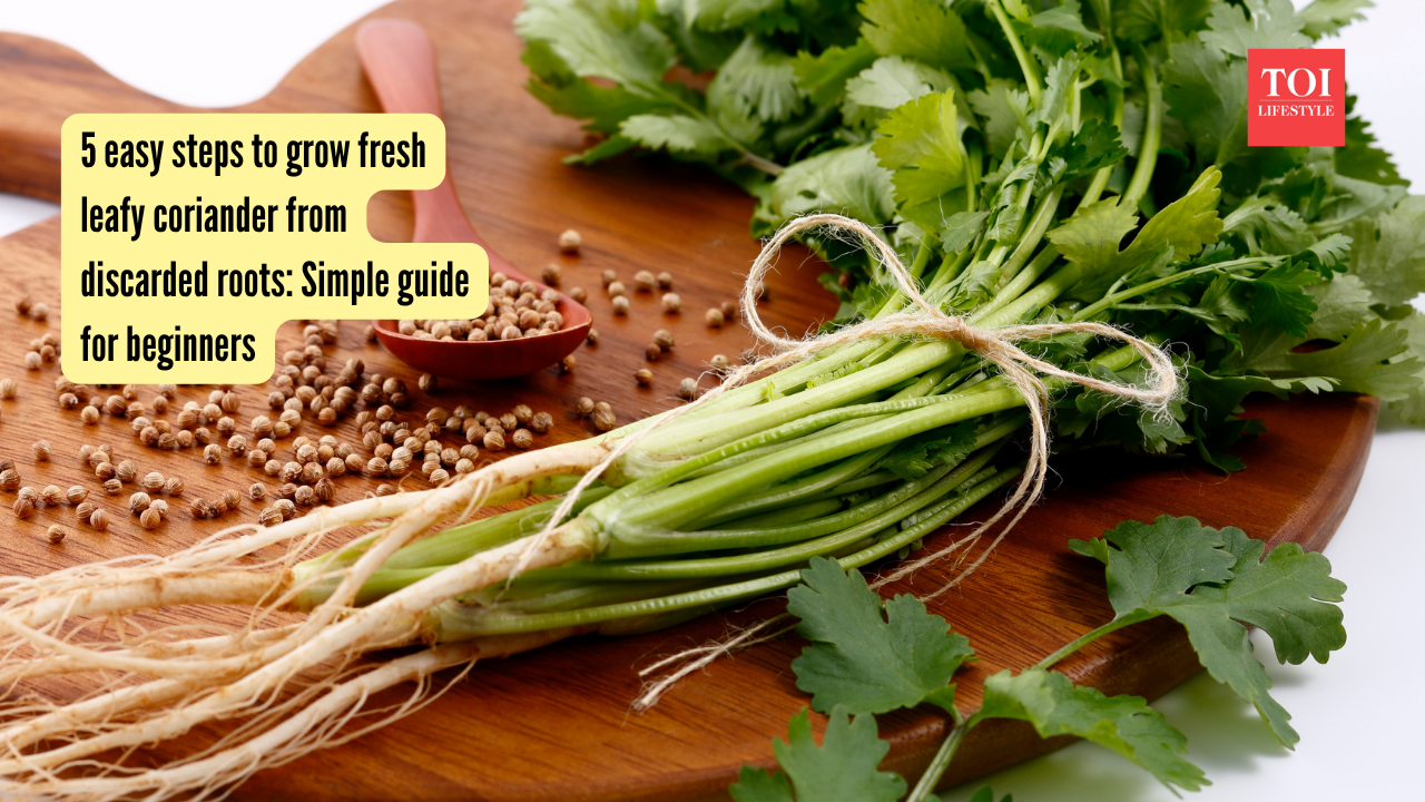 5 easy steps to grow fresh leafy coriander from discarded roots Simple guide for beginners