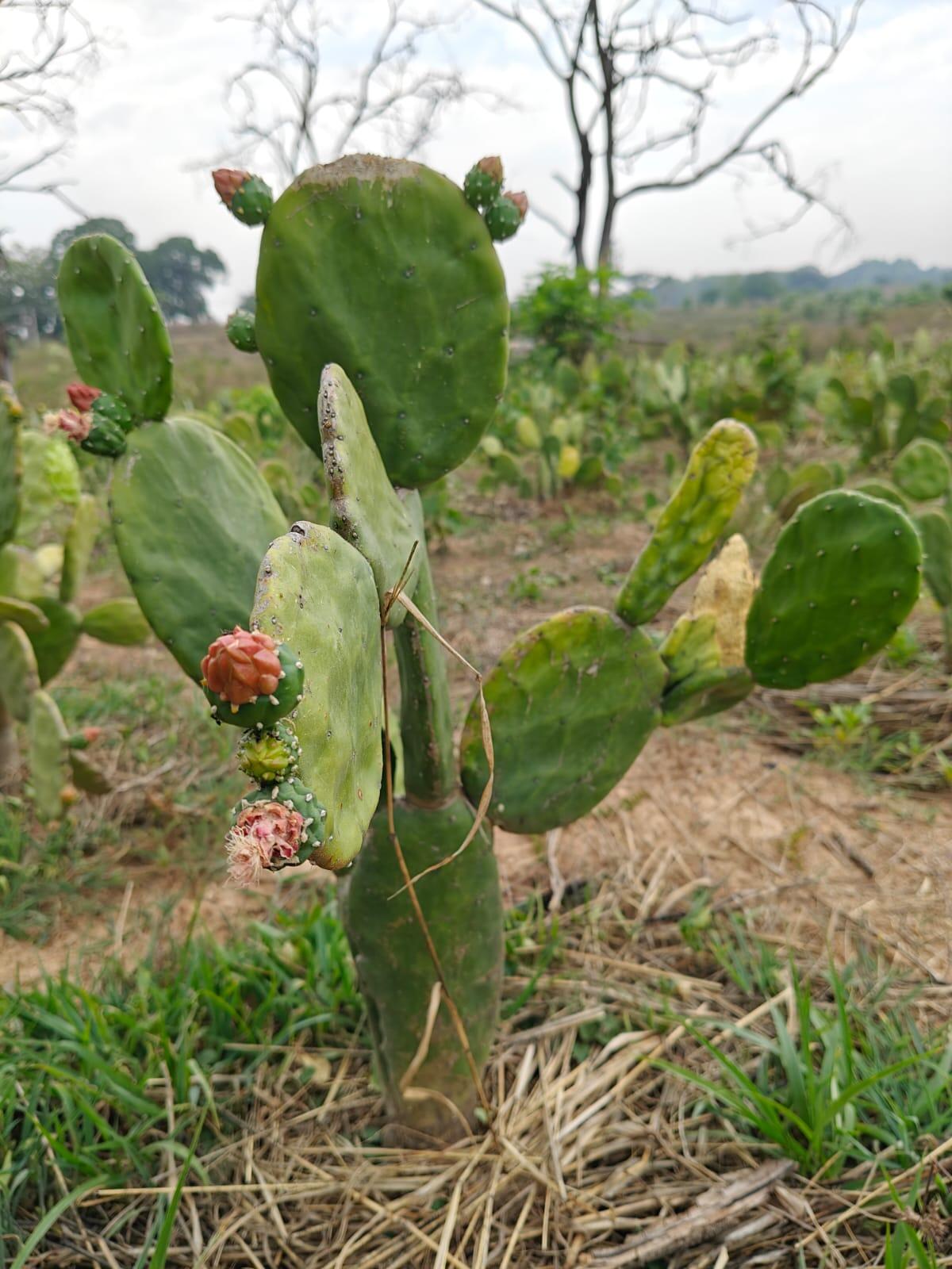 508a9de6-0550-4f79-8937-bf3fc3cd5a53_spineless_cactus.jpeg