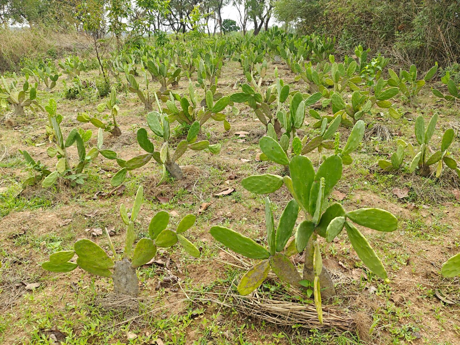 e20eb58c-8873-4cc4-a81c-cf1791a6c643_Spineless_Cactus_Demo_in_Khunti.jpeg