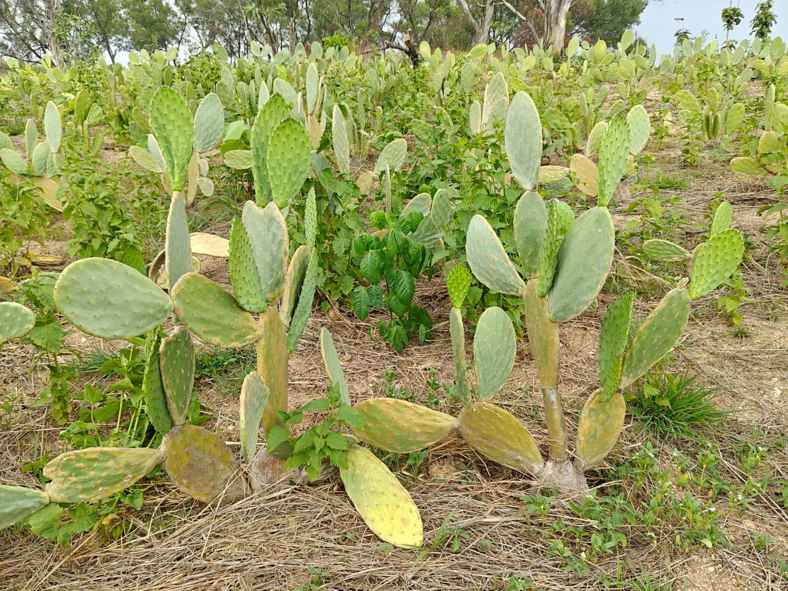 c077bad1-4aea-4389-9584-619f8130c4b2_Spineless_Cactus_Demo_in_Khunti_3.jpeg