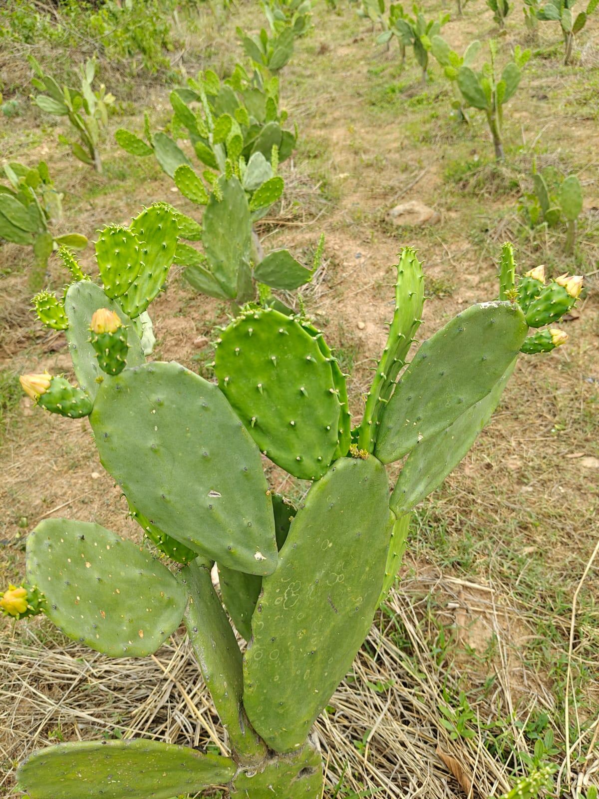 aab26a84-be3c-4202-bd3d-40342fdc14b6_spineless_cactus_2.jpeg