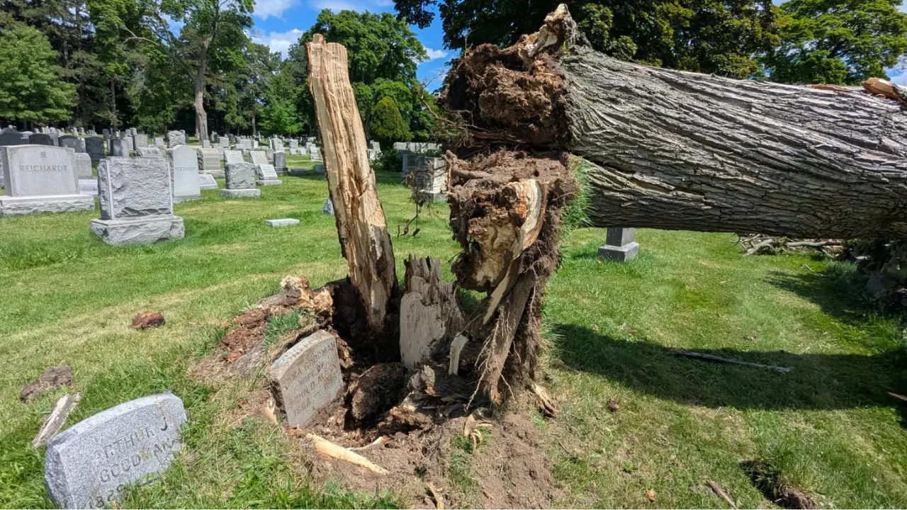Storm discovery: Grave hidden for more than 100 years uncovered after New York storm topples giant tree