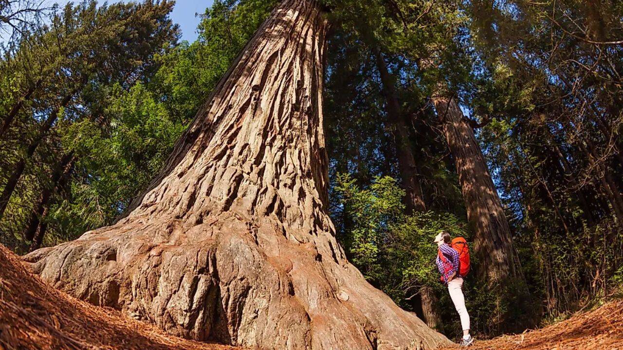  From Redwood National Park to Times Square
