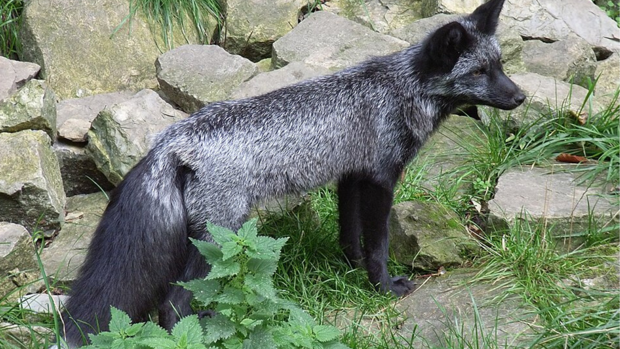 Wikimedia Commons Image