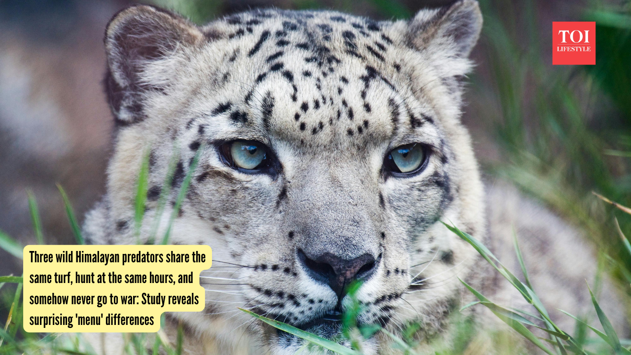 Three wild Himalayan predators share the same turf, hunt at the same hours, and somehow never go to war Study reveals surprising 'menu' differences