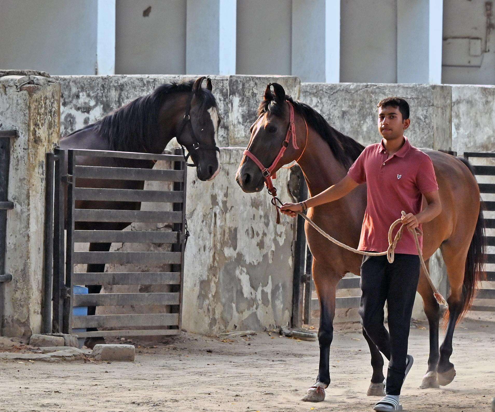 Horse_08.jpg
