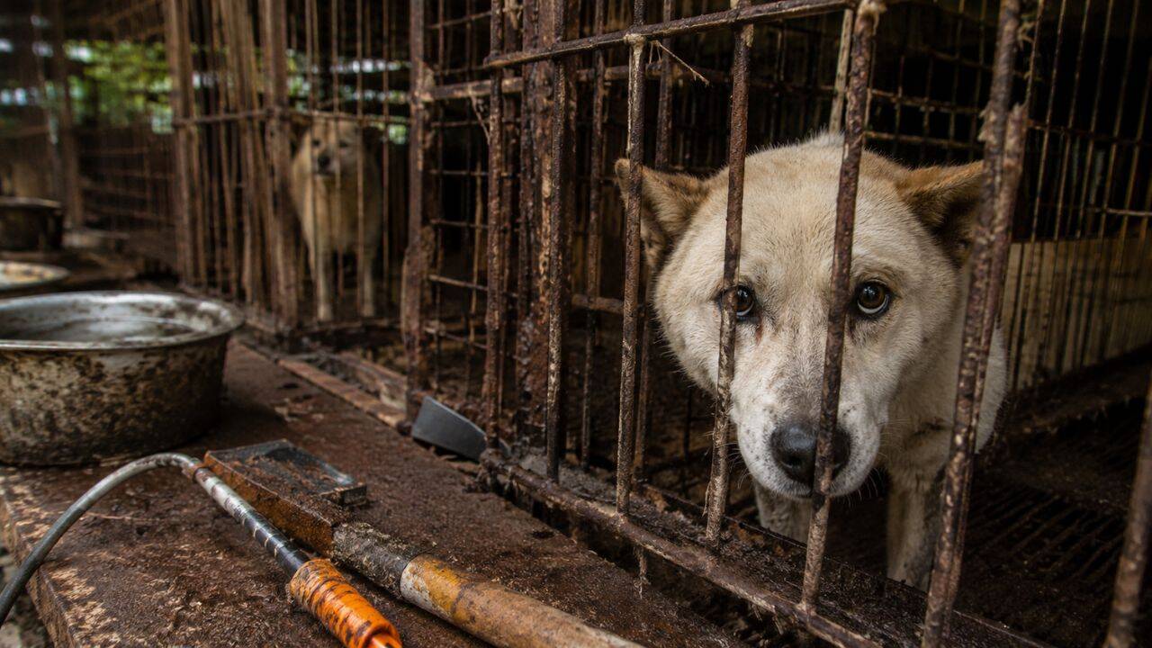 4 lakh dogs vanished before South Korea’s meat ban. Where did hundreds of thousands of dogs go?