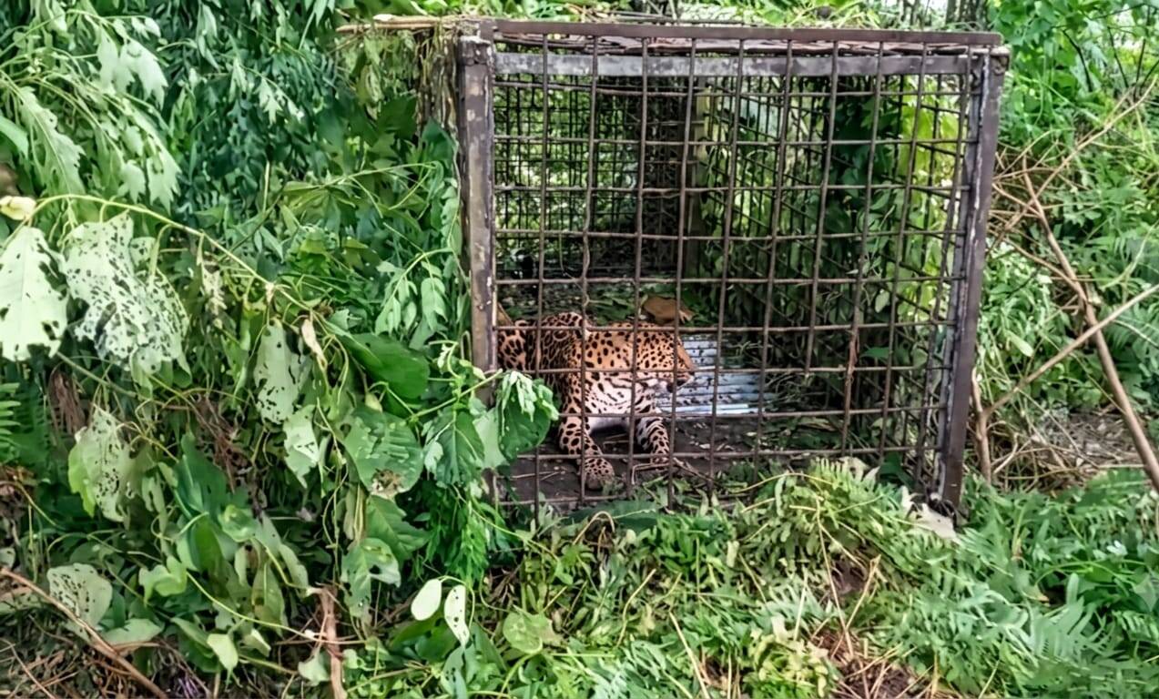 60fccb63-f8fb-4830-b46e-0e5d80a1929b_Captured_leopard_.jpg