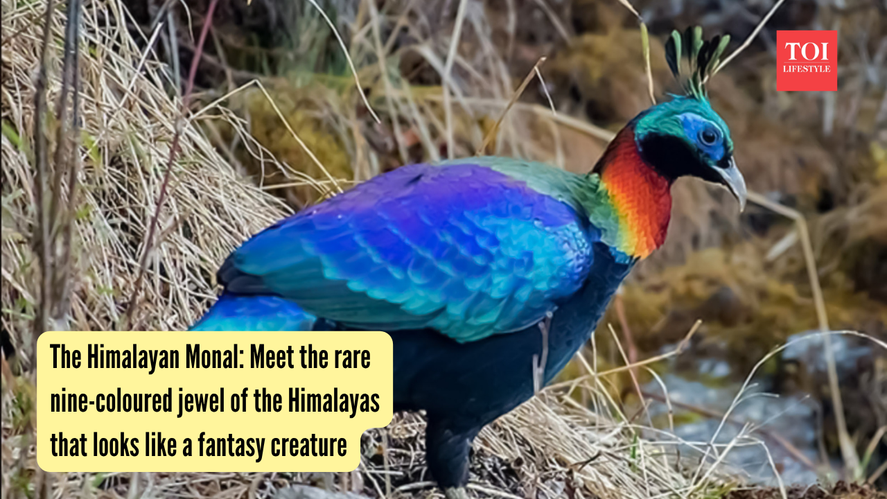 The Himalayan Monal: Meet the rare nine-coloured jewel of the Himalayas that looks like a fantasy creature