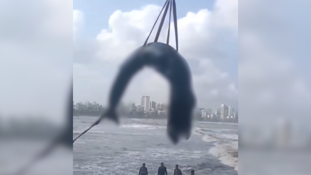 Blue whale calf beaches in Mumbai’s Bandra, dies despite rescue efforts
