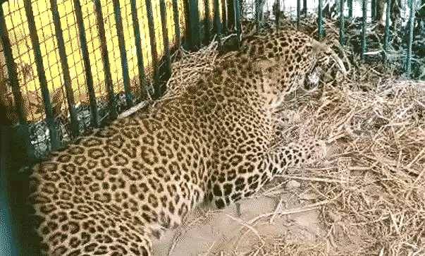f7e47fdd-73c6-48c8-9a94-f9892523893b_The_rescued_leopard.png