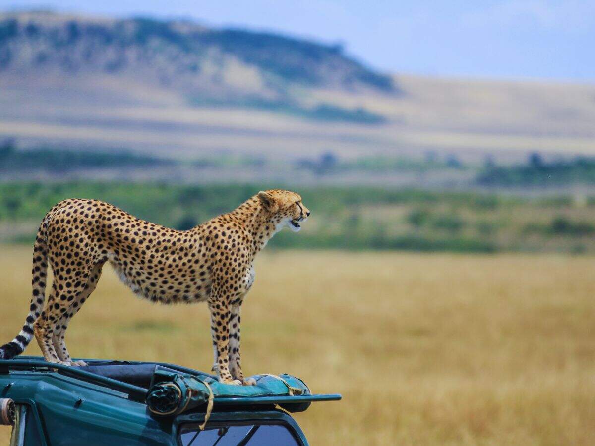 Safari Maasai