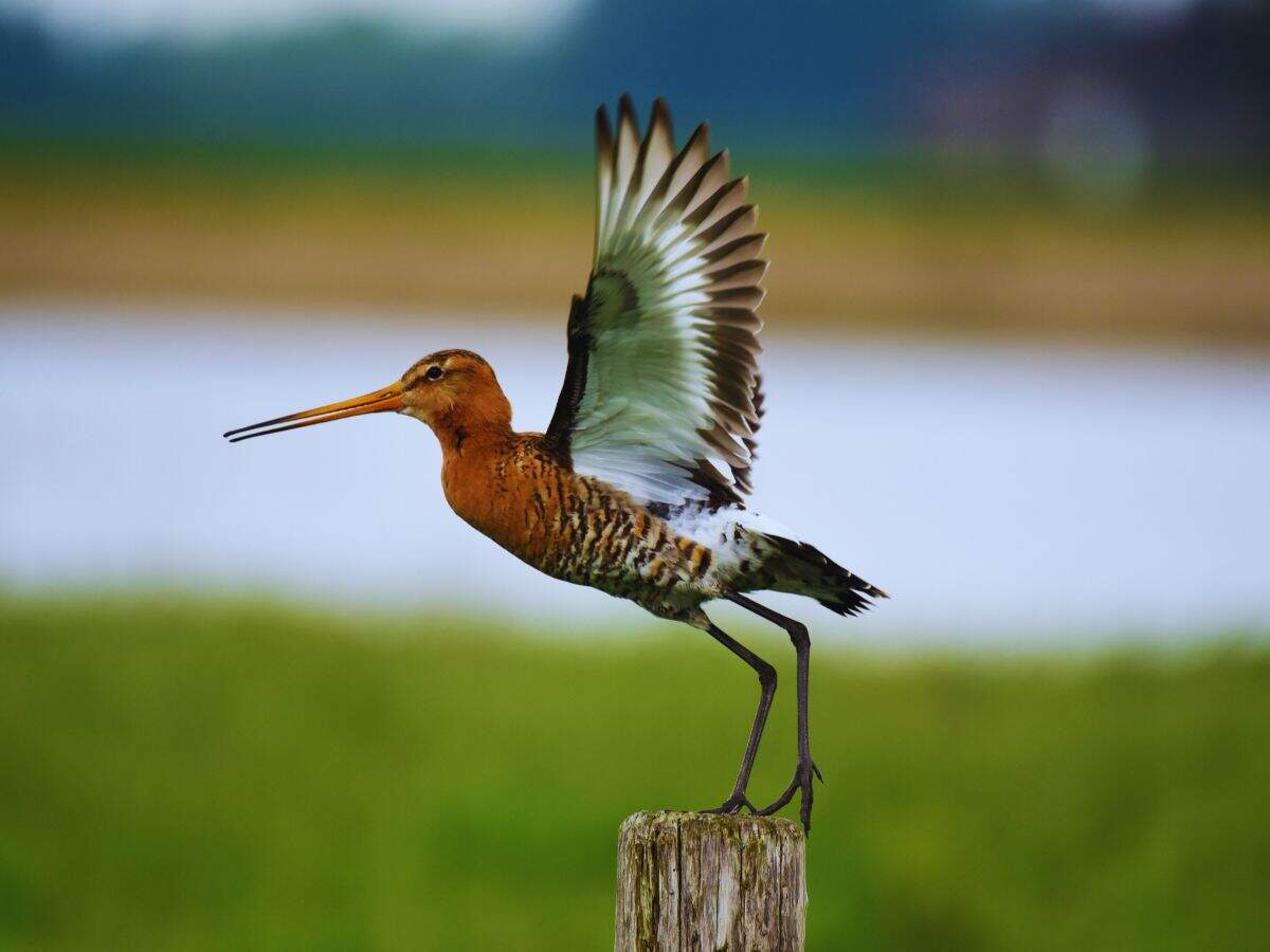 Black-tailed Godwit bird maharashtra