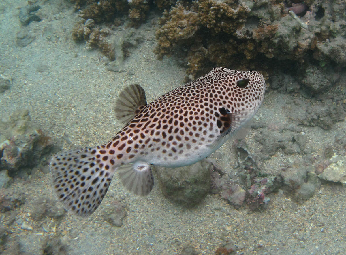 Arothron_stellatus_Réunion