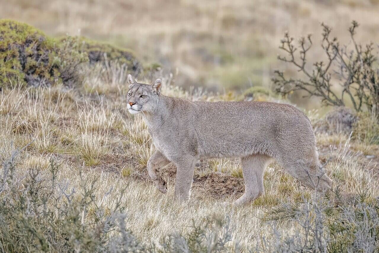 Puma_(Puma_concolor_concolor)_female_Leona_Amarga