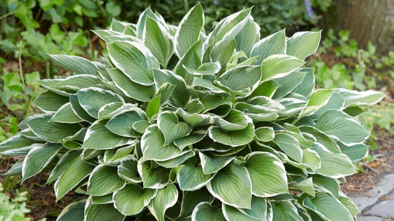 rhs 10 fast-growing ground cover plants for a beautiful, weed-free garden