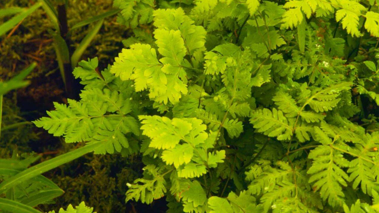 rhs 10 fast-growing ground cover plants for a beautiful, weed-free garden