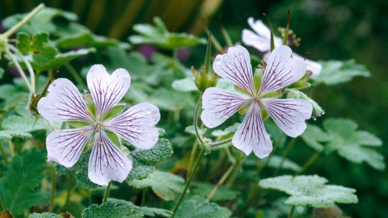 rhs 10 fast-growing ground cover plants for a beautiful, weed-free garden