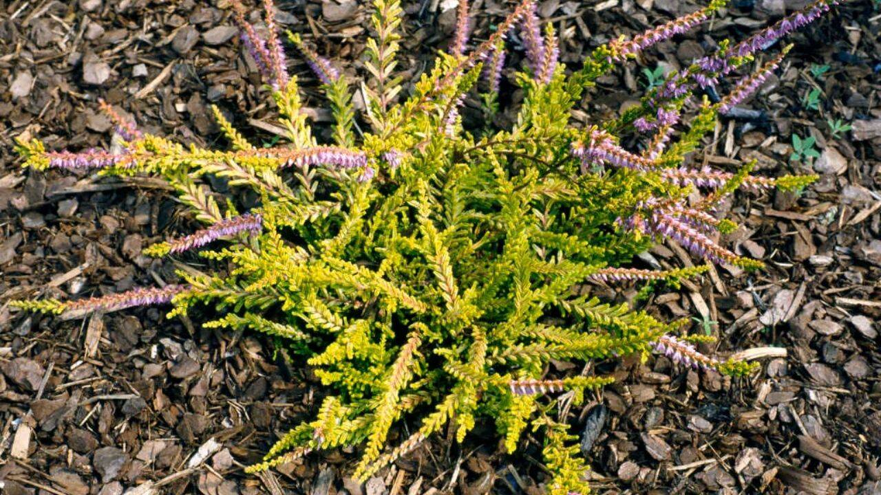 rhs 10 fast-growing ground cover plants for a beautiful, weed-free garden