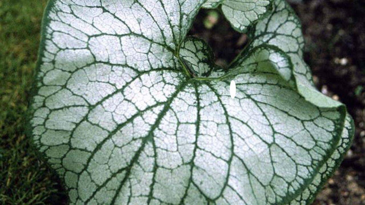 rhs 10 fast-growing ground cover plants for a beautiful, weed-free garden