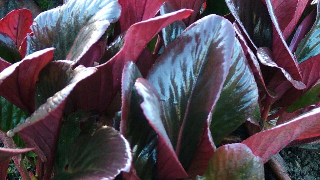 rhs 10 fast-growing ground cover plants for a beautiful, weed-free garden