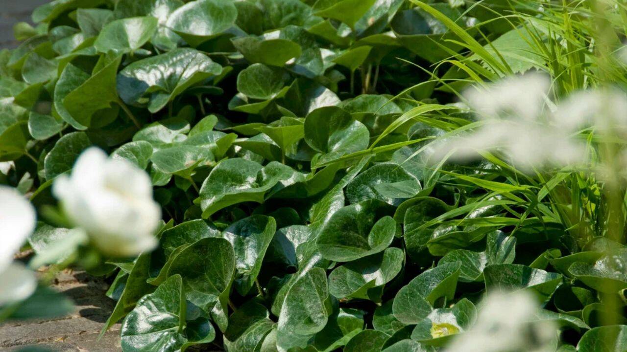 rhs 10 fast-growing ground cover plants for a beautiful, weed-free garden