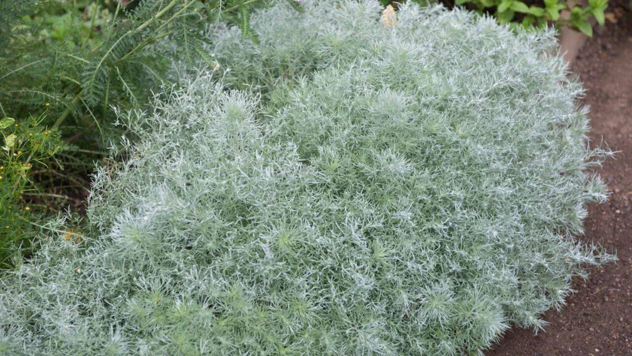 rhs 10 fast-growing ground cover plants for a beautiful, weed-free garden