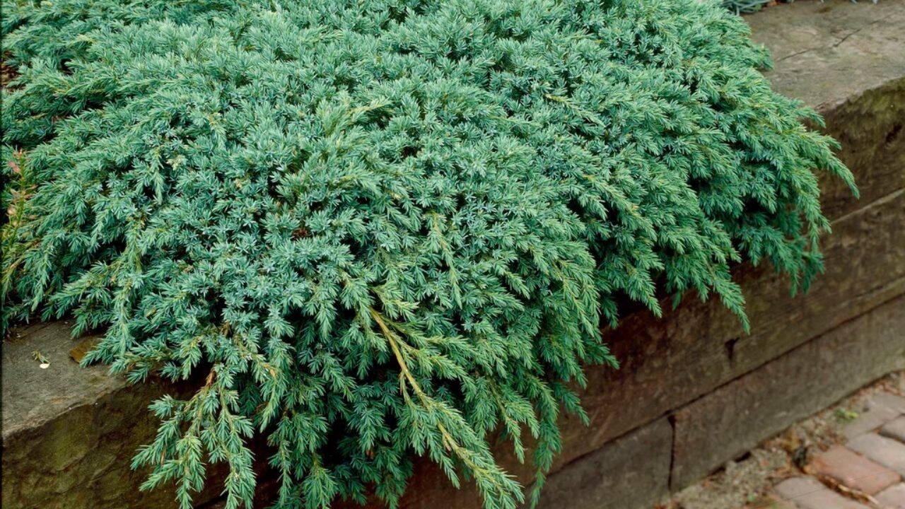rhs 10 fast-growing ground cover plants for a beautiful, weed-free garden